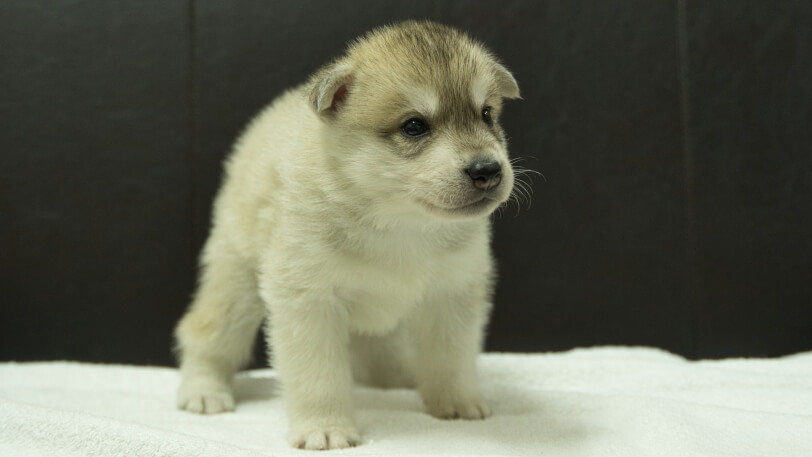 シベリアンハスキー子犬の写真No.202508141-5　9月10日現在