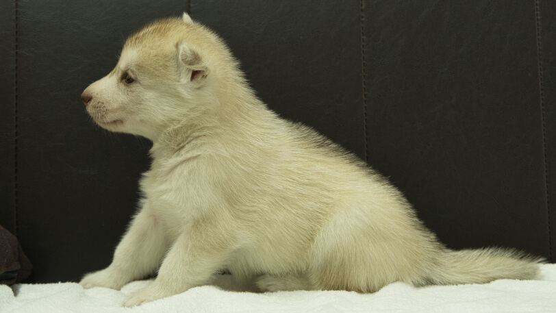 シベリアンハスキー子犬の写真No.202508145左側面9月10日現在
