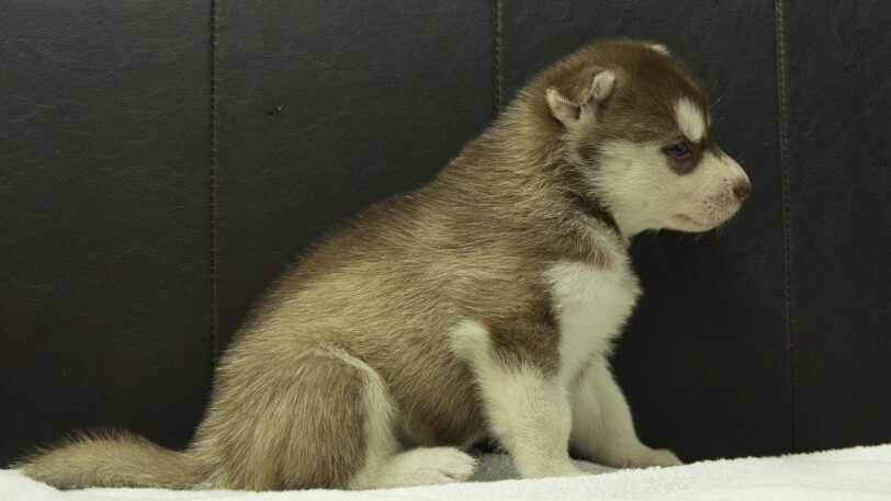 シベリアンハスキー子犬の写真No.202508146右側面9月10日現在
