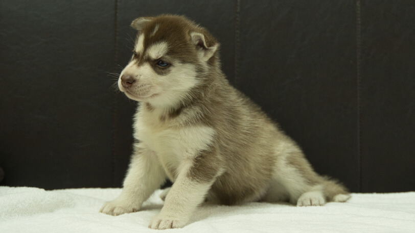 シベリアンハスキー子犬の写真No.202508146-4　9月10日現在