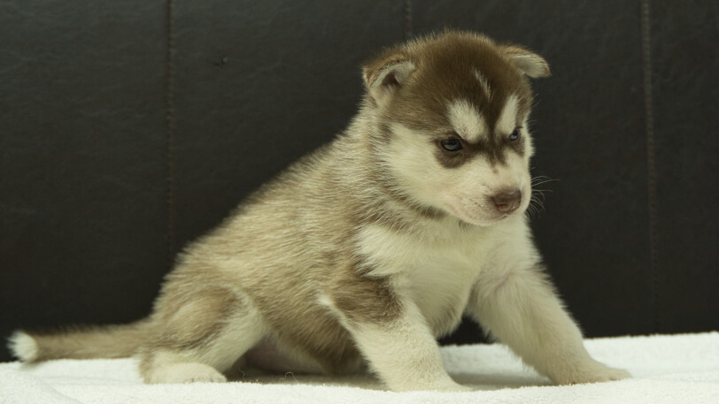 シベリアンハスキー子犬の写真No.202508146-5　9月10日現在