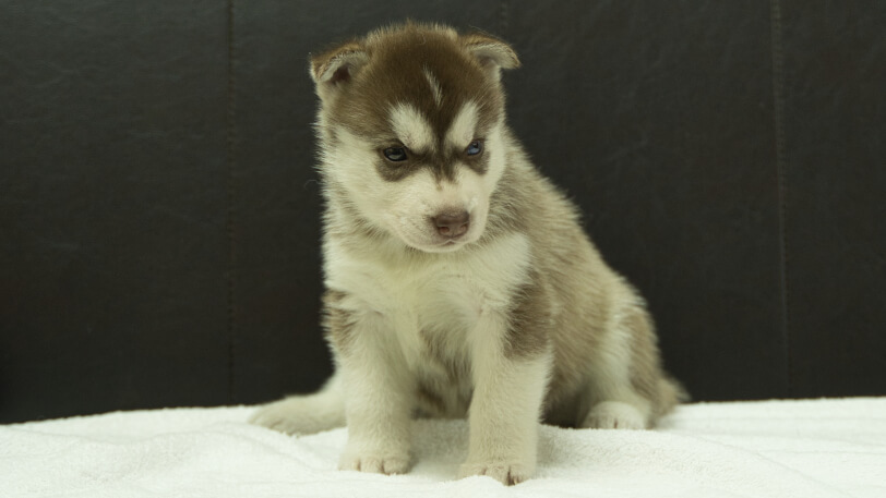 シベリアンハスキー子犬の写真No.202508146正面9月10日現在