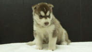 シベリアンハスキー子犬の写真No.202508146正面9月10日現在