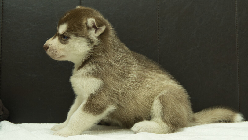 シベリアンハスキー子犬の写真No.202508146左側面9月10日現在