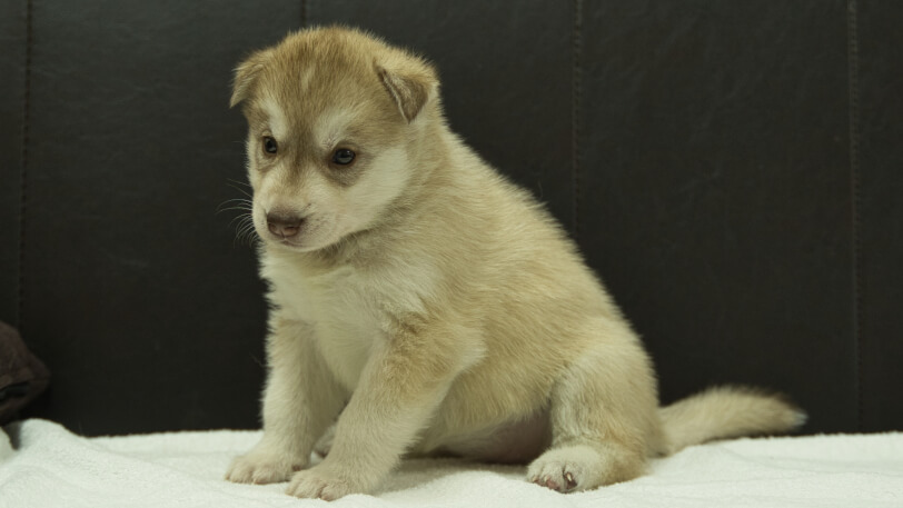 シベリアンハスキー子犬の写真No.202508147-4 9月10日現在