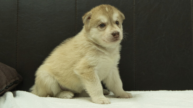シベリアンハスキー子犬の写真No.202508147-5 9月10日現在