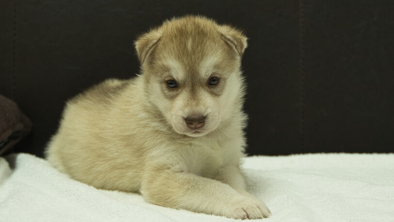 シベリアンハスキー子犬の写真No.202508147正面9月10日現在
