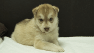 シベリアンハスキー子犬の写真No.202508147正面9月10日現在