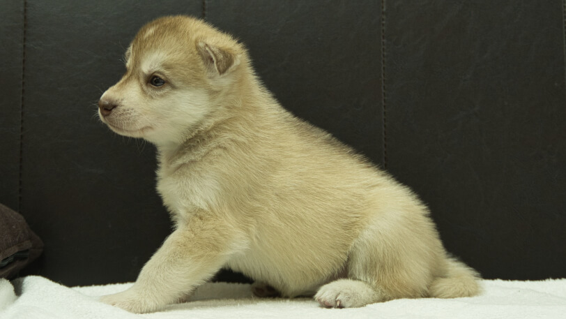 シベリアンハスキー子犬の写真No.202508147左側面9月10日現在