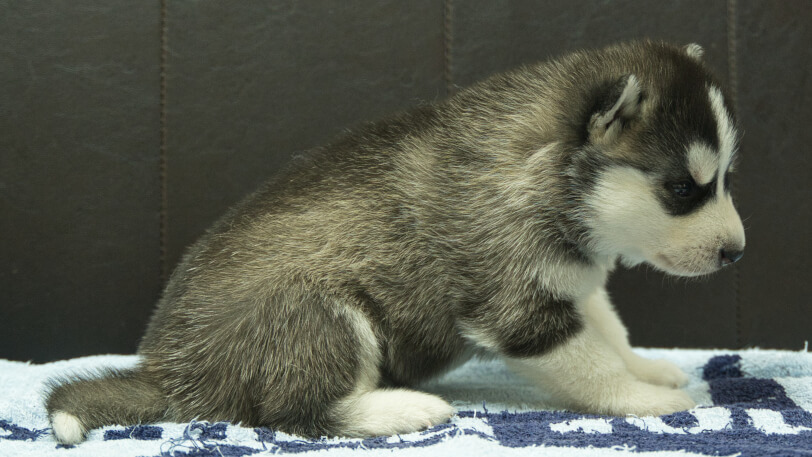 シベリアンハスキー子犬の写真No.202508191右側面9月10日現在