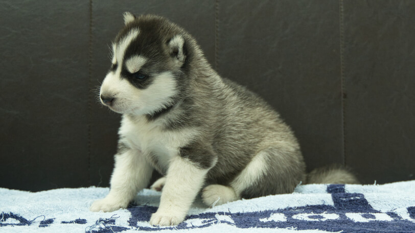 シベリアンハスキー子犬の写真No.202508191-4　9月10日現在