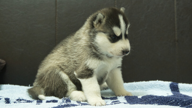 シベリアンハスキー子犬の写真No.202508191-5　9月10日現在