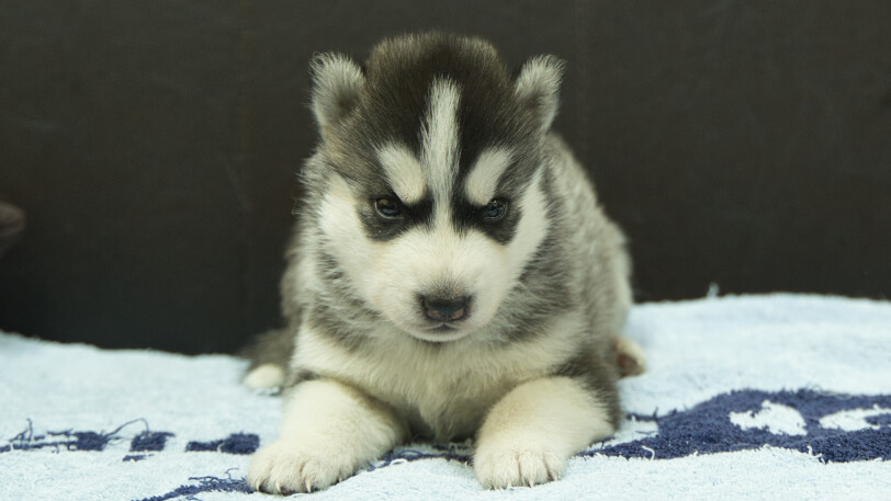 シベリアンハスキー子犬の写真No.202508191正面9月10日現在