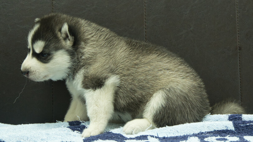 シベリアンハスキー子犬の写真No.202508191左側面9月10日現在