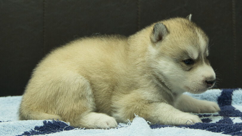 シベリアンハスキー子犬の写真No.202508192右側面9月10日現在