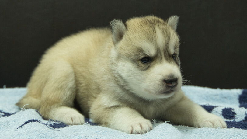 シベリアンハスキー子犬の写真No.202508192-5　9月10日現在
