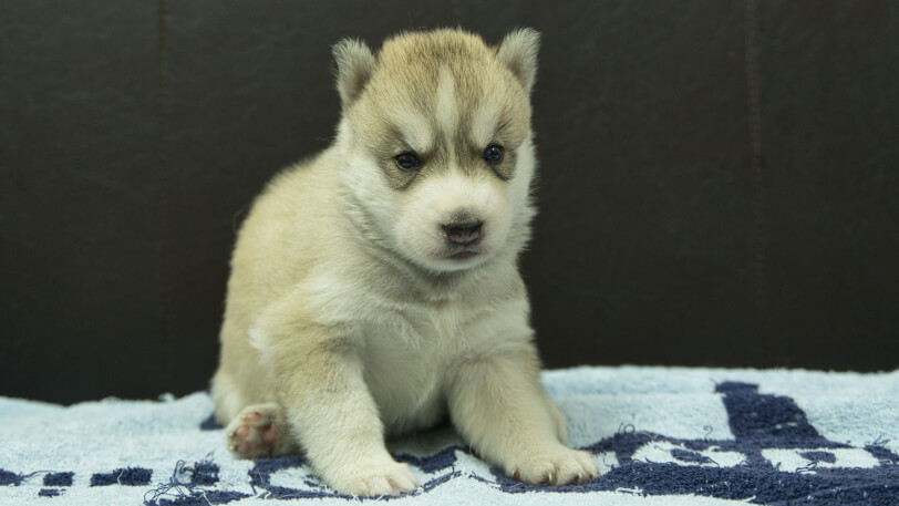 シベリアンハスキー子犬の写真No.202508192正面9月10日現在