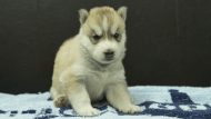 シベリアンハスキー子犬の写真No.202508192正面9月10日現在