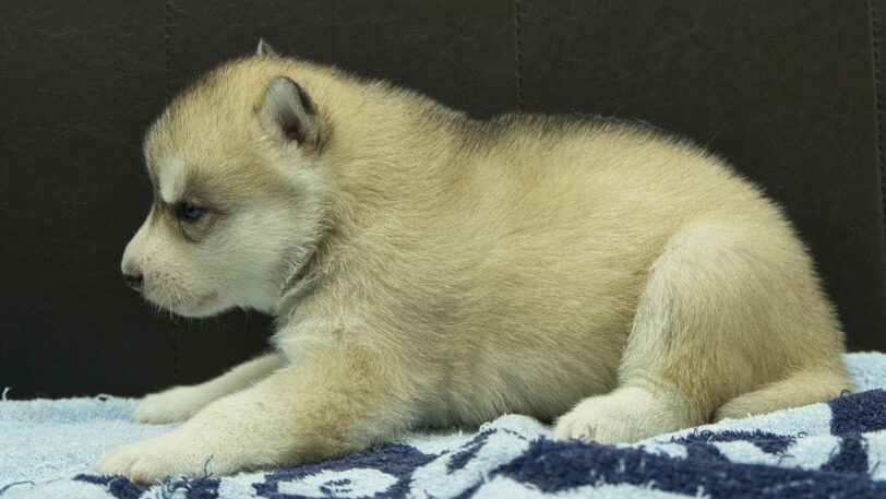 シベリアンハスキー子犬の写真No.202508192左側面9月10日現在