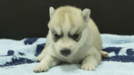 シベリアンハスキー子犬の写真No.202508193正面9月10日現在