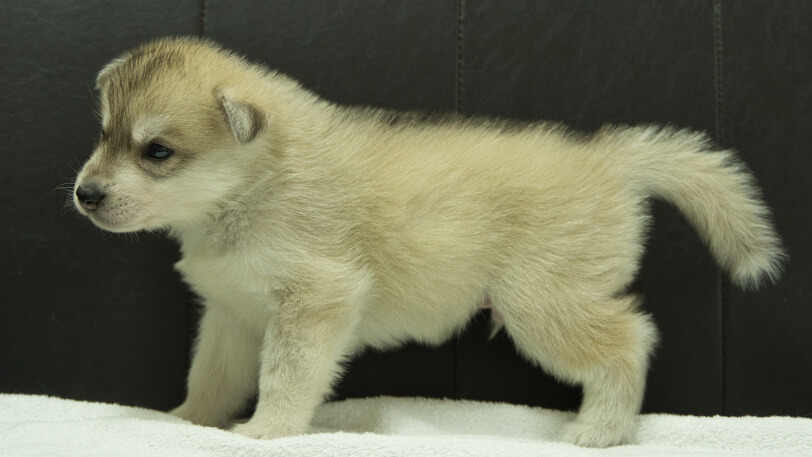 シベリアンハスキー子犬の写真No.202508141左側面9月10日現在