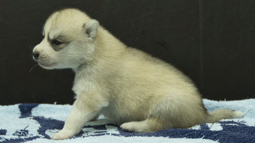 シベリアンハスキー子犬の写真No.202508193左側面9月10日現在