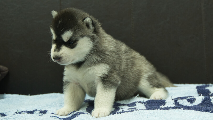 シベリアンハスキー子犬の写真No.202508194-4　9月10日現在