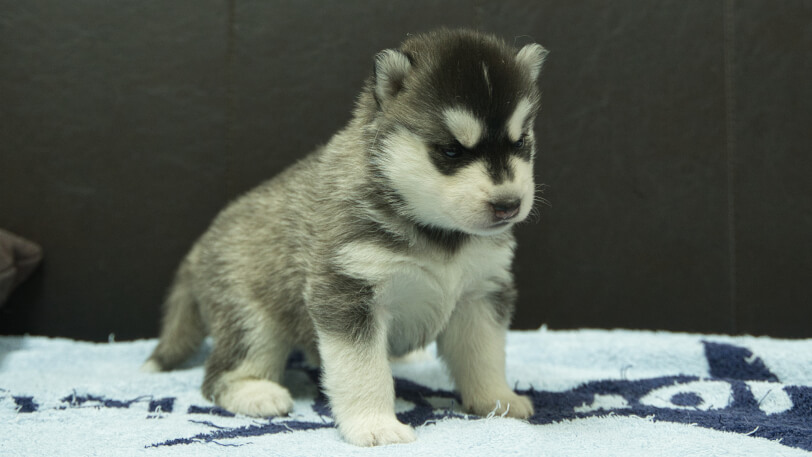 シベリアンハスキー子犬の写真No.202508194-5　9月10日現在