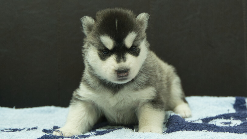 シベリアンハスキー子犬の写真No.202508194正面9月10日現在