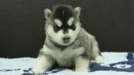 シベリアンハスキー子犬の写真No.202508194正面9月10日現在