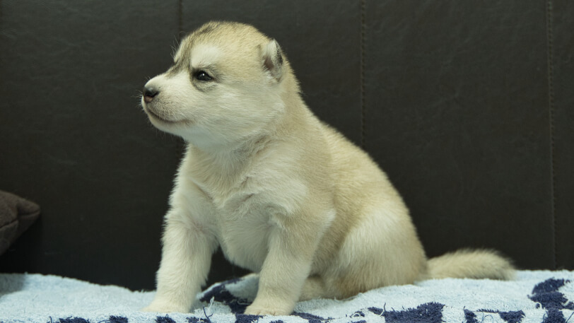 シベリアンハスキー子犬の写真No.202508195-4　9月10日現在