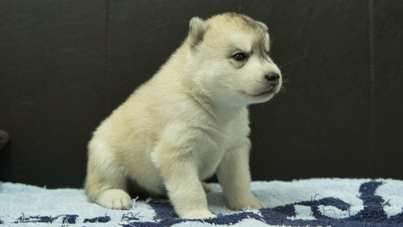 シベリアンハスキー子犬の写真No.202508195-5　9月10日現在