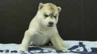 シベリアンハスキー子犬の写真No.202508195正面9月10日現在