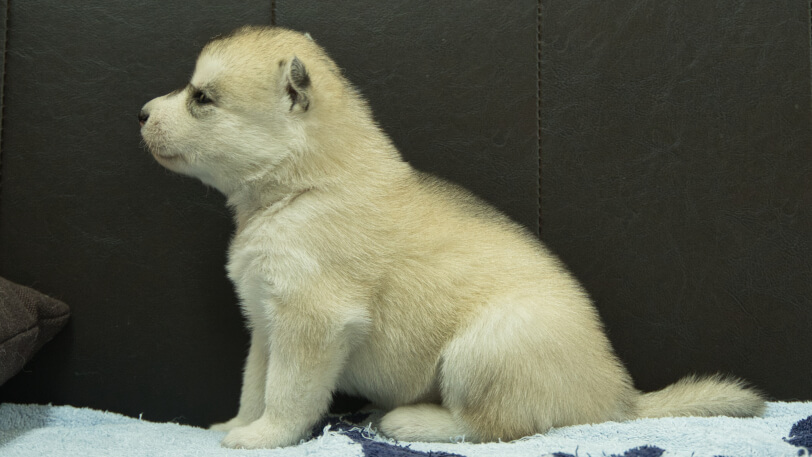 シベリアンハスキー子犬の写真No.202508195左側面9月10日現在