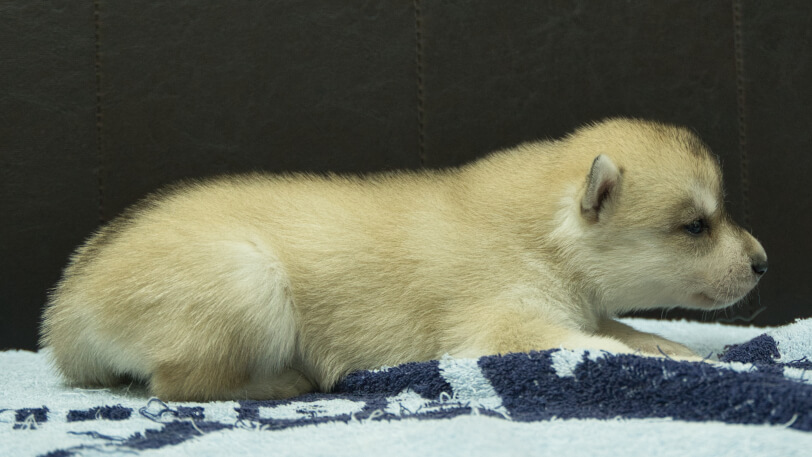 シベリアンハスキー子犬の写真No.202508196右側面9月10日現在