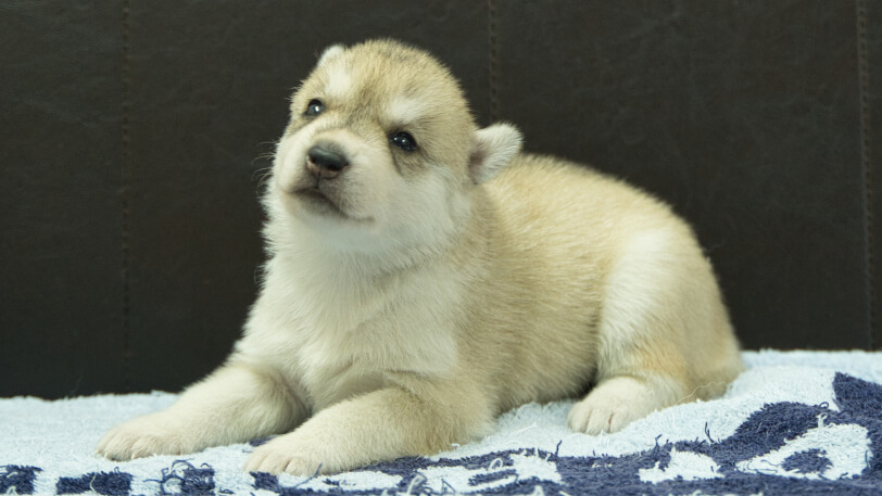 シベリアンハスキー子犬の写真No.202508196-4　9月10日現在