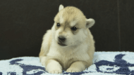 シベリアンハスキー子犬の写真No.202508196正面9月10日現在