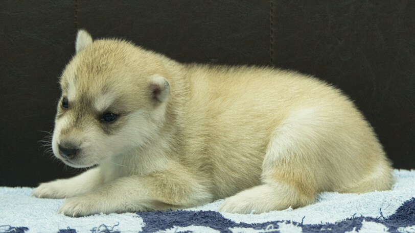 シベリアンハスキー子犬の写真No.202508196左側面9月10日現在