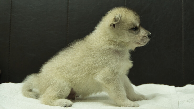 シベリアンハスキー子犬の写真No.202508142右側面9月10日現在