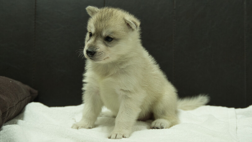 シベリアンハスキー子犬の写真No.202508142-4　9月10日現在