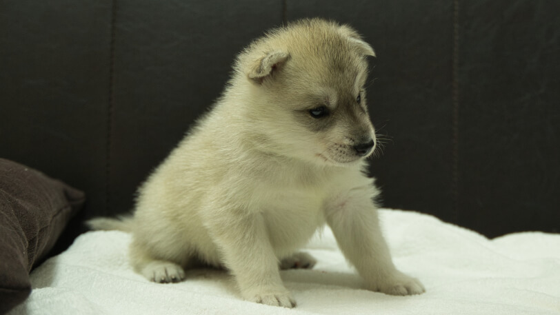シベリアンハスキー子犬の写真No.202508142-5　9月10日現在
