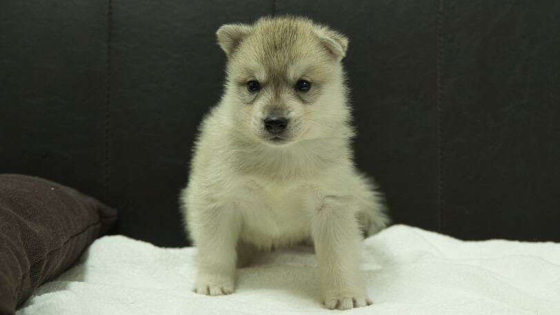 シベリアンハスキー子犬の写真No.202508142正面9月10日現在