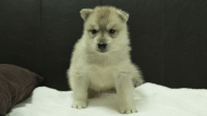 シベリアンハスキー子犬の写真No.202508142正面9月10日現在