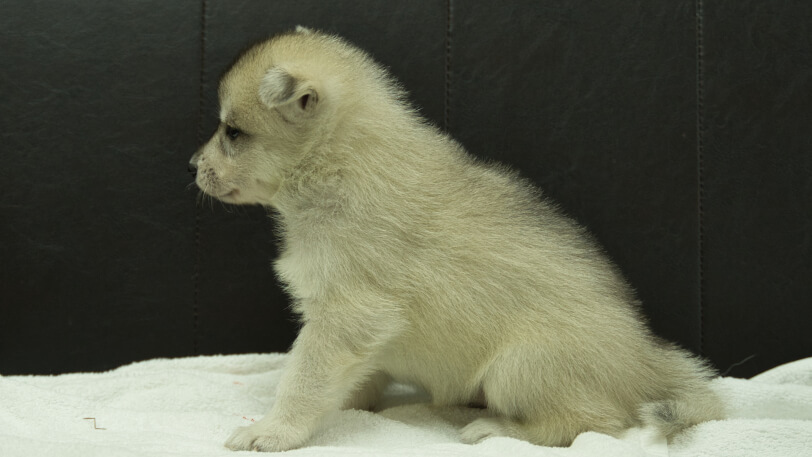 シベリアンハスキー子犬の写真No.202508142左側面9月10日現在