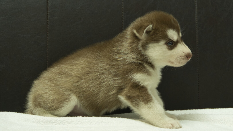 シベリアンハスキー子犬の写真No.202508143右側面9月10日現在