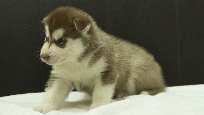 シベリアンハスキー子犬の写真No.202508143-4 9月10日現在