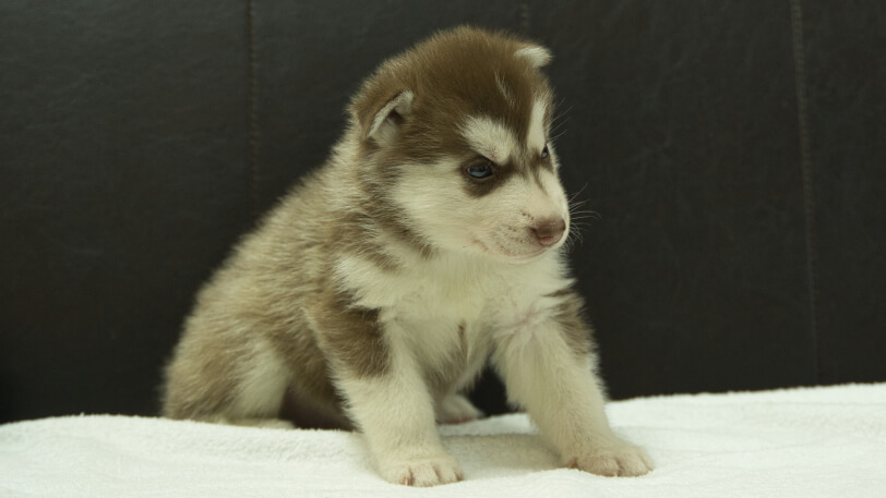 シベリアンハスキー子犬の写真No.202508143-5 9月10日現在