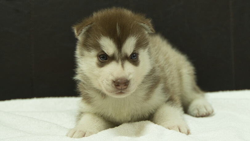 シベリアンハスキー子犬の写真No.202508143正面9月10日現在