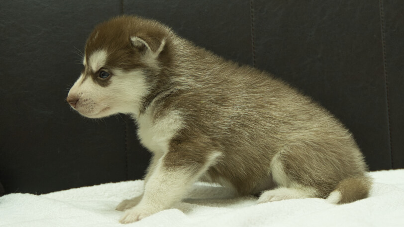 シベリアンハスキー子犬の写真No.202508143左側面9月10日現在