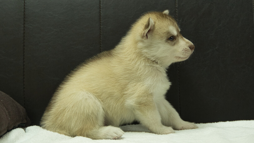 シベリアンハスキー子犬の写真No.202508144右側面9月10日現在